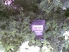 kaple_11_06