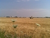 kaple_14_06